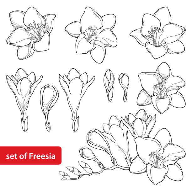 Freesia Stock Photos Images And Backgrounds For Free Download