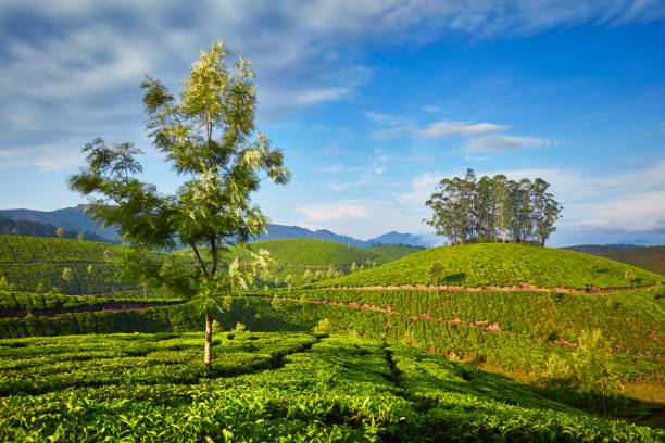istock Tea plantation in the morning, India 874493394
