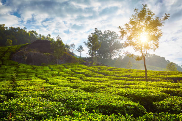 istock tea plantation in the morning, India 874493524