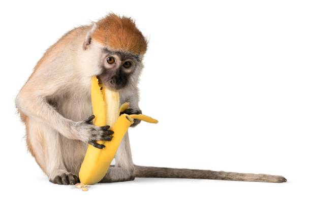 Monkey. stock photo