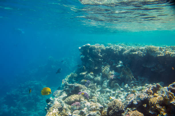 coral reef of the red sea beautiful and diverse coral reef and fish of the red sea sponge bath sponge nature animal stock pictures, royalty-free photos & images