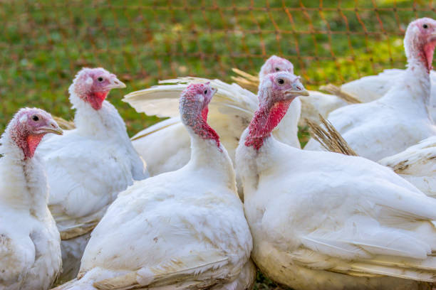 istock Portrait from Turkey hen 874498642