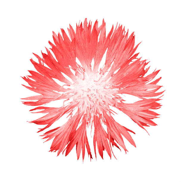 istock Natural red cornflower flower isolated on white 874503278