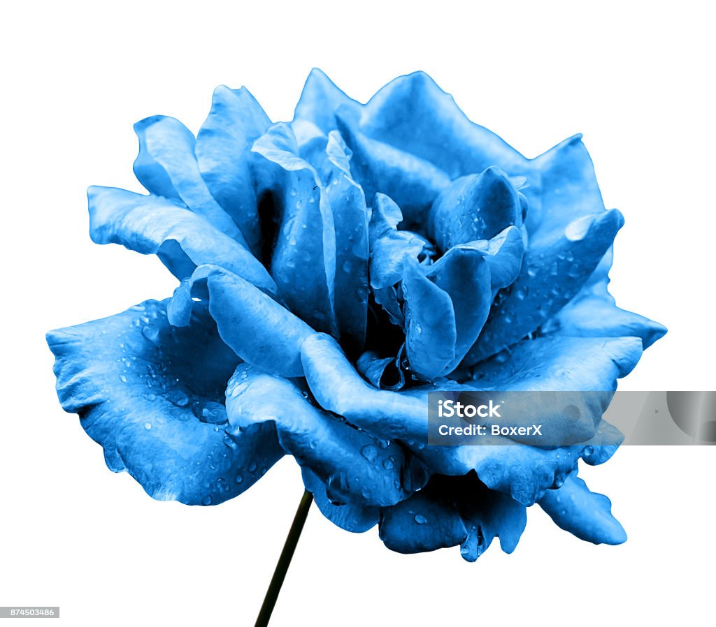 Natural Flor Color De Rosa Azul Aislado En Blanco Foto de stock y más banco  de imágenes de Azul - Azul, Blanco - Color, Botánica - iStock