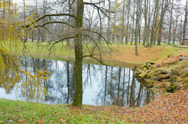 istock The trees in the swamp in the woods. 874504494