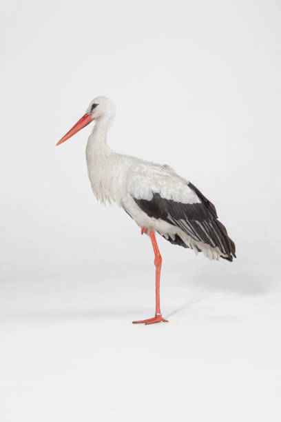 istock White Stork on a white background on one leg 874504706