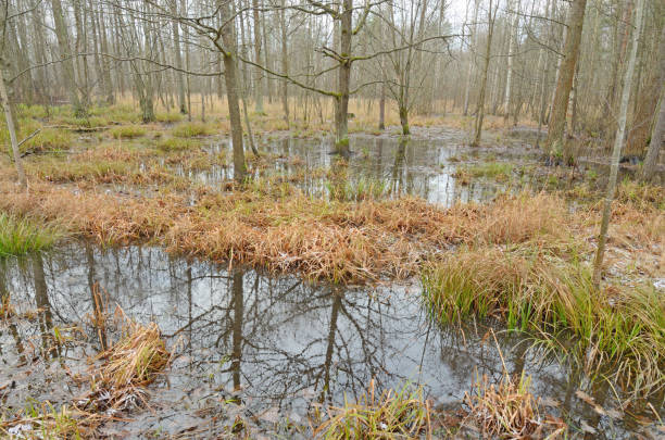 istock The trees in the swamp in the woods. 874505796