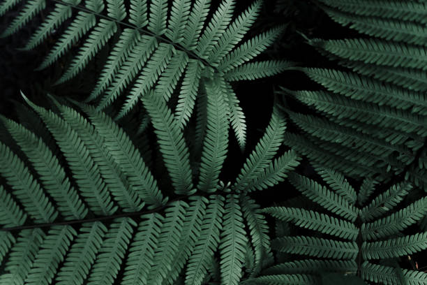 Fern Background