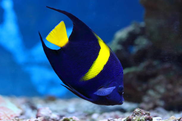 pomacanthus asfur. peixes tropicais árabes anjo closeup - euxiphipops navarchus - fotografias e filmes do acervo