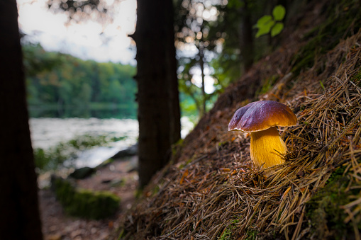 Porcini mushroom by lake in evening light, wide angle closeup