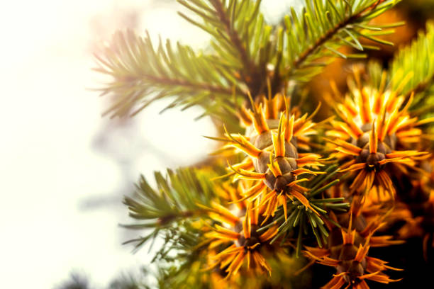 istock Douglas fir tree branch with cones on autumn. Closeup 874515968