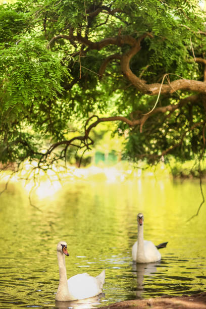 Swans are swimming in the lake, Formal Garden, Lake,