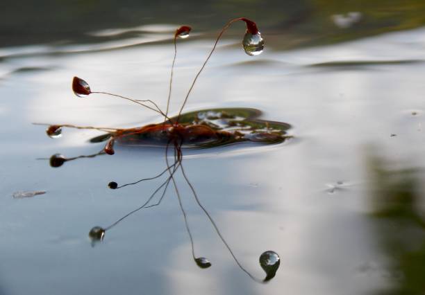 istock Drops of rain on the moss 874519574