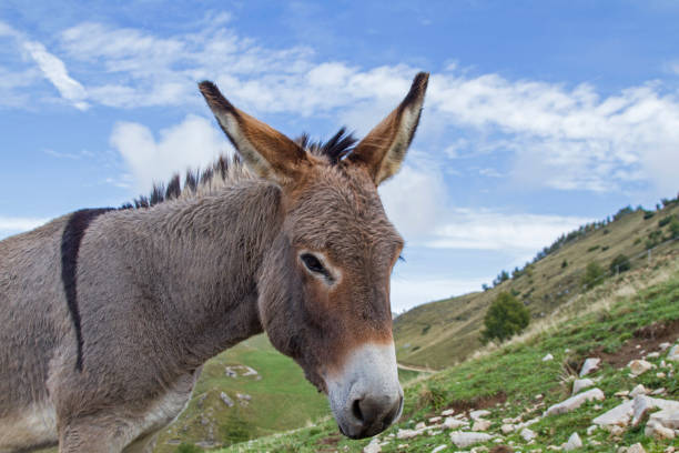 istock Portrait of a Donkey 874521908