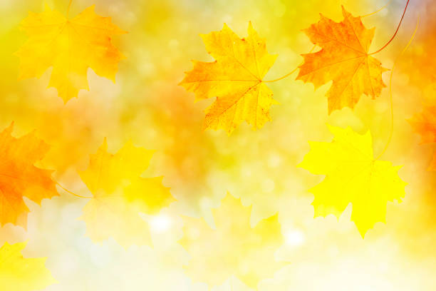 istock autumn landscape with bright colorful foliage. 874522790