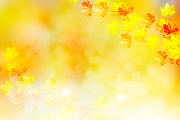 istock autumn landscape with bright colorful foliage. 874522794