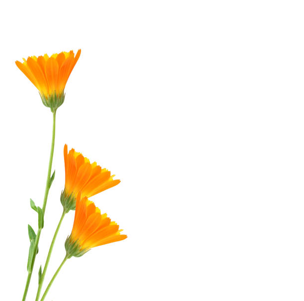 istock marigold flowers isolated on white background 874522826