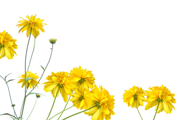 istock Colorful bright flower dahlia 874522838