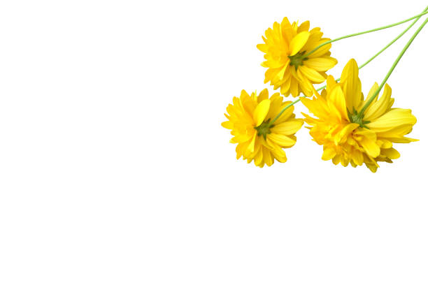Colorful bright flower dahlia isolated on white background.
