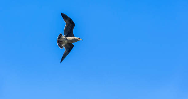 istock Bird flying on the blue sky 874523166