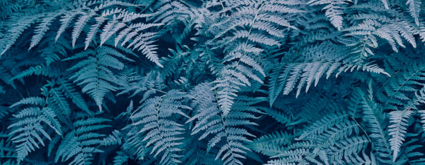 zielone liście paproci - silver fern zdjęcia i obrazy z banku zdjęć