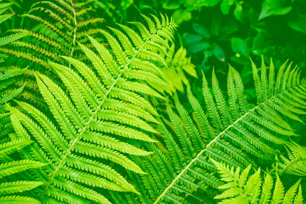 feuilles vertes de la fougère - silver fern photos et images de collection