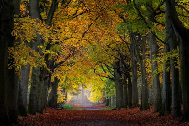 Beautiful autumn colors after a rainy morning in a Dutch forest