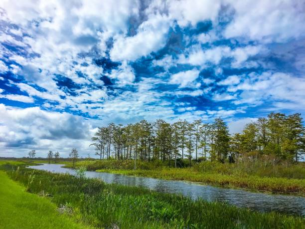 istock fall foliage in the swamps 874525898