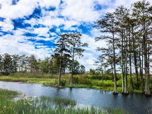 istock fall foliage in the swamps 874525966