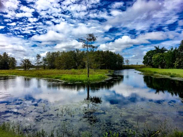 istock fall foliage in the swamps 874525998