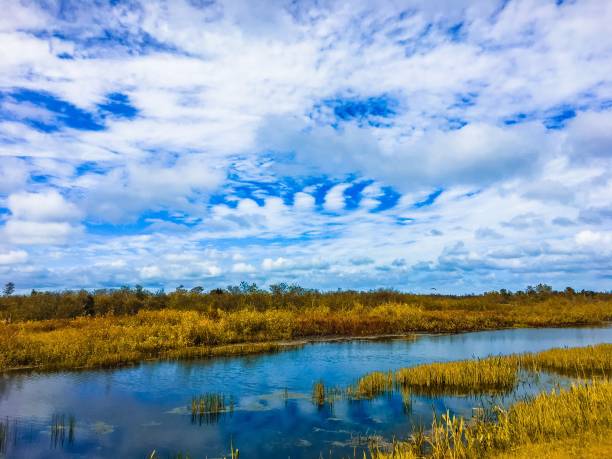 istock fall in the swamps with seasons changing 874526082