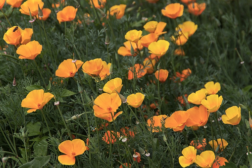 Orange californian poppy flower or Golden Poppy California Sunlight Cup of Gold. Eschscholzia cup of gold flowers in bloom. Floral background