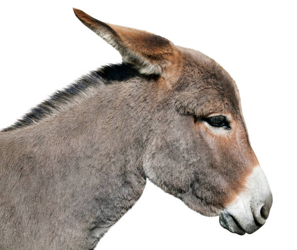 burro aislado sobre fondo blanco - orejas de burro fotografías e imágenes de stock