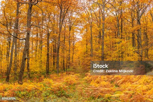 Colorful Fall Forest Stock Photo - Download Image Now - Autumn, Beauty, Bright