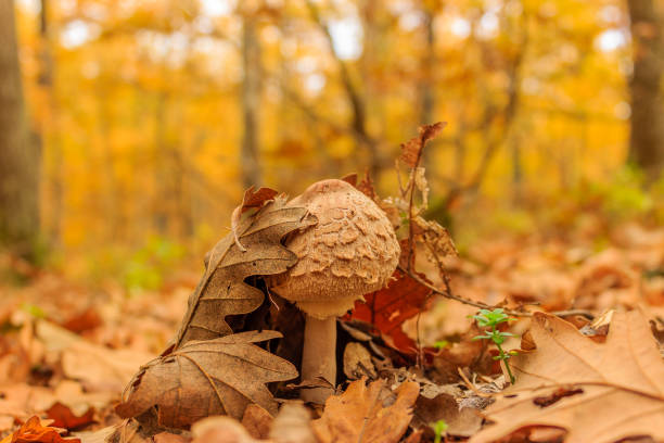 istock Young Parasol mushroom in autumn forest 874537168