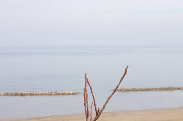 ビーチ風景の背後に小枝 (イタリア) - beach sunset sand wood ストックフォトと画像