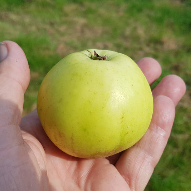 istock Golden Apple, malus, domestica 874540386