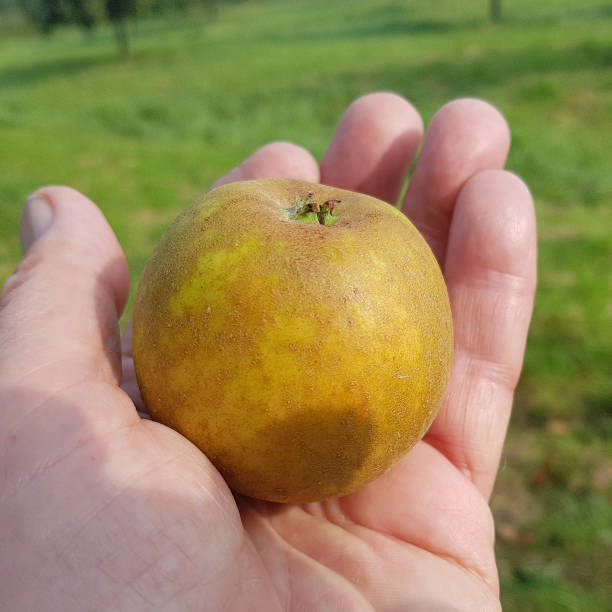 istock Ribstone pepping, malus, domestica, 874540490