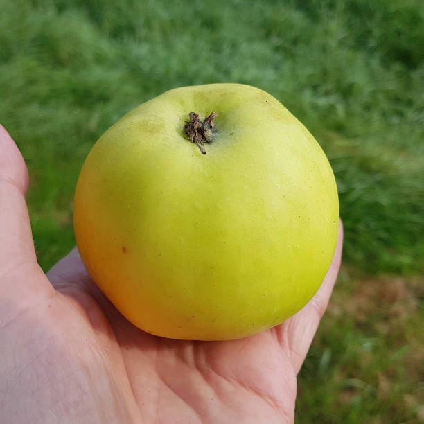 istock Seestermueher lemon apple, Apple, malus, domestica 874540746
