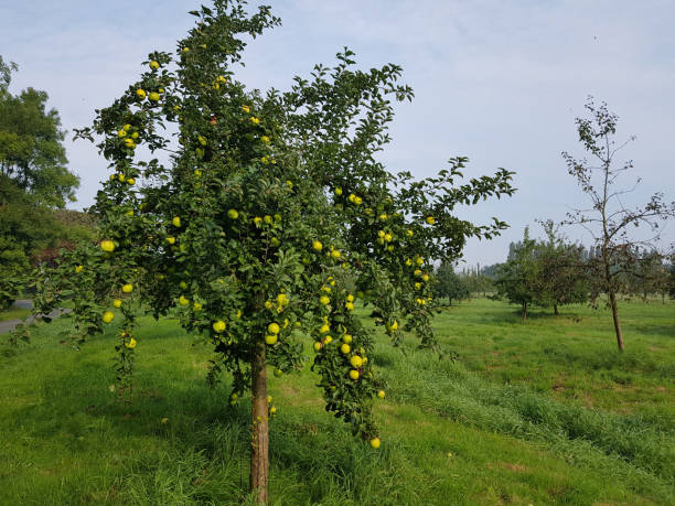 istock Seestermueher lemon apple, Apple, malus, domestica 874540826
