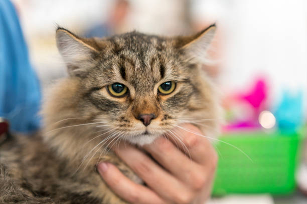 istock Close-up of Maine coon, 874541262