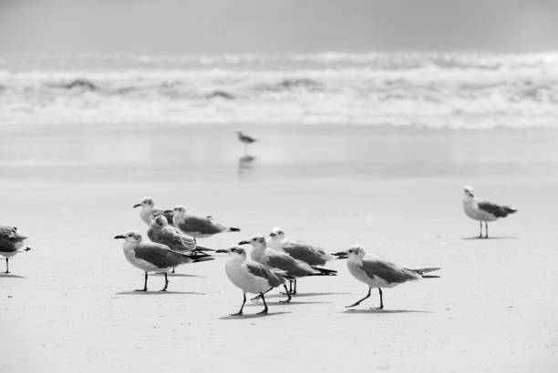 istock Seagulls on the beach walking 874541728