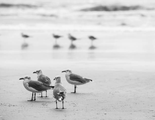 istock Seagulls in a group on the beach. 874541778