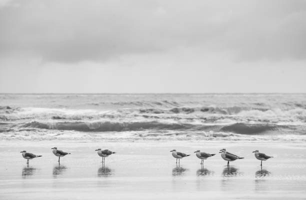 istock Eight Seagulls on the Beach 874541912