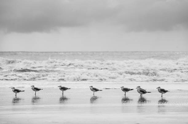 istock Eight Seagulls on the Beach in Formation 874543416