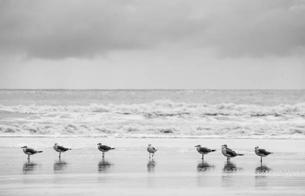 istock Seagulls on the beach with one turning 874544046