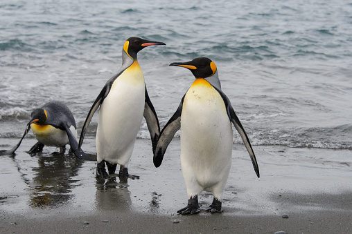 King penguins going from sea