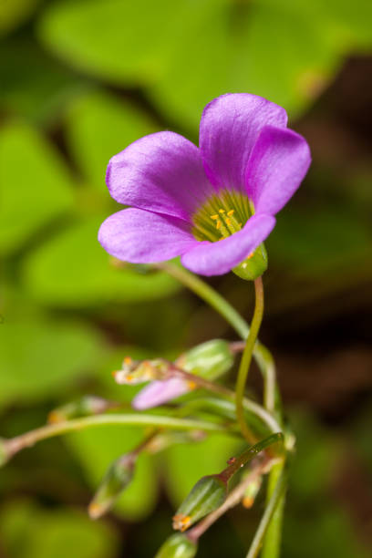 istock Tree leaf clover flower trefoil Trifolium - purple 874545106