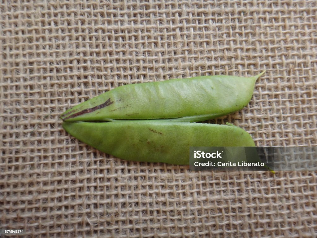 Unripe pod of petit flamboyant Peacock flower, barbados flower fence, barbados pride, pride of barbados, flower fence, jambol merak, jambul merak, cana, red bird of paradise, paradise flower, flamboyant tree, petit flamboyant, dwarf poinciana or gold mohur - Caesalpinia pulcherrima is a species of flowering plant in the pea family, Fabaceae, native to the tropics and subtropics of the Americas. It could be native to the West Indies, but its exact origin is unknown due to widespread cultivation. Bean Stock Photo