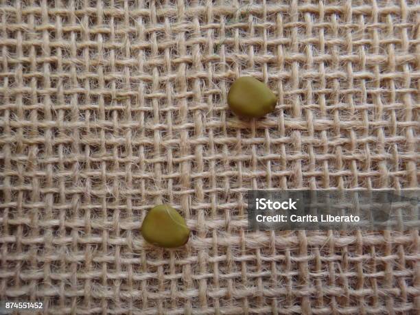 Dried Seeds Of Petit Flamboyant Stock Photo - Download Image Now - Bean, Beauty, Blossom